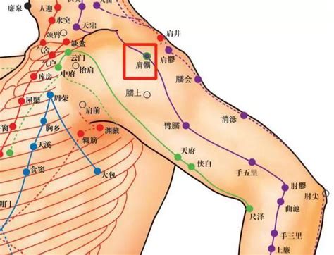 肩真穴|醫砭 » 經穴庫 » 肩貞